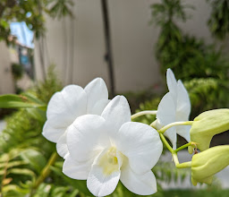 Samui Palm Beach Resort photo