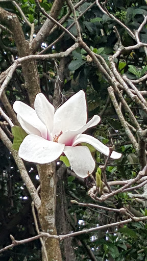 Garden «Bok Tower Gardens», reviews and photos, 1151 Tower Blvd, Lake Wales, FL 33853, USA