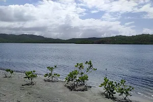 Plage mangrove image