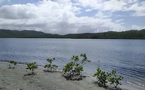 Plage mangrove image