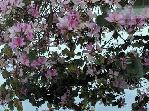 Fast Food Restaurant «Chick-fil-A», reviews and photos, 24011 El Toro Rd, Laguna Hills, CA 92653, USA