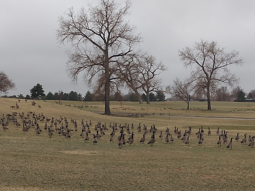 Golf Course «City Park Golf Course», reviews and photos, 2500 York St, Denver, CO 80205, USA