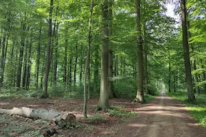 Arboretum Tervuren image