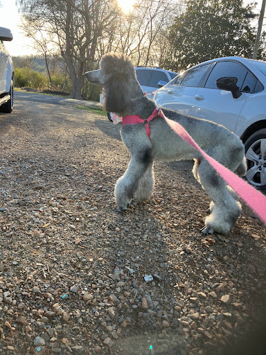 Dogs Life of Glenwood