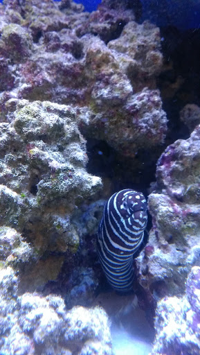 Tropical Fish Store «Reef eScape», reviews and photos, 11141 Lee Hwy, Fairfax, VA 22030, USA