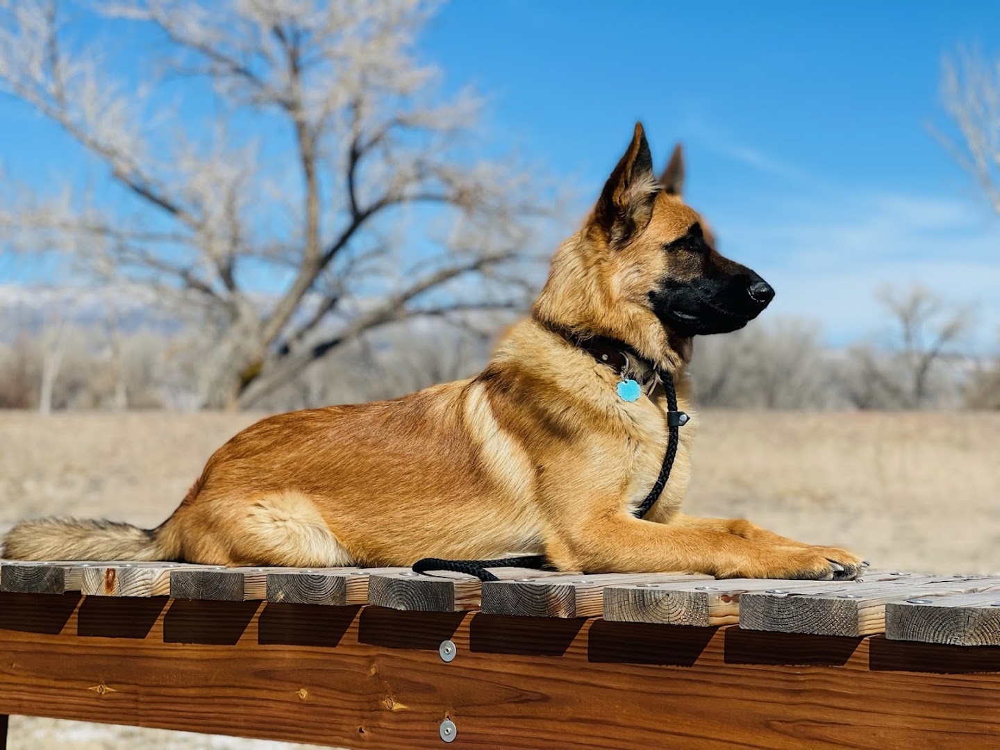 High Desert Dog Training LLC