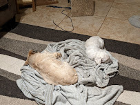 Round of A-Paws - Photo 2 - Car repair in Chandler, AZ, Mesa