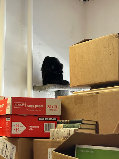 Used Book Store «Recycle Bookstore», reviews and photos, 1066 The Alameda, San Jose, CA 95126, USA