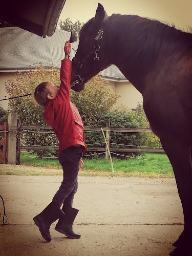 Centre de bien-être Envol'émoi Equithérapie Criquetot-sur-Ouville