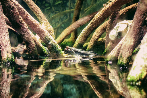 Aquarium «New England Aquarium», reviews and photos, 1 Central Wharf, Boston, MA 02110, USA