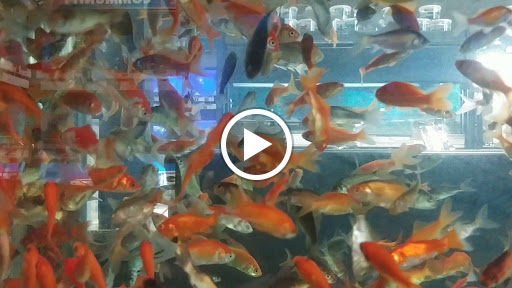 Pet Supply Store «Petco Animal Supplies», reviews and photos, 516 Valley Mall Pkwy, East Wenatchee, WA 98802, USA