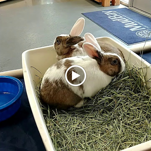 Pet Supply Store «Mud Bay», reviews and photos, 2540 NW 188th Ave, Hillsboro, OR 97124, USA