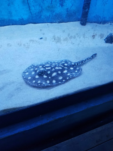 Tropical Fish Store «KHC Aquarium», reviews and photos, 150-1 Northern Blvd, Flushing, NY 11354, USA