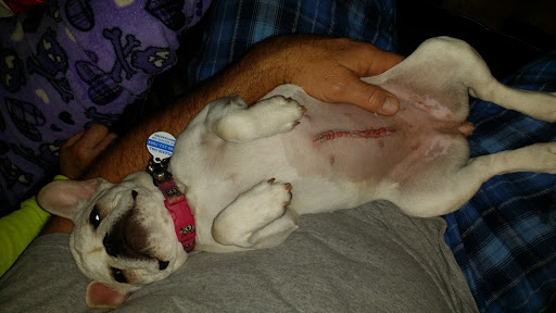 Pet Boarding Service «Ohana Pet Resort», reviews and photos, 25 N Grove St, Merritt Island, FL 32953, USA