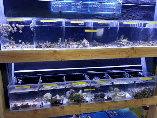Tropical Fish Store «Elite Reef», reviews and photos, 8410 Wadsworth Blvd F, Arvada, CO 80003, USA