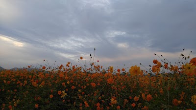 Photos of 문화대교
