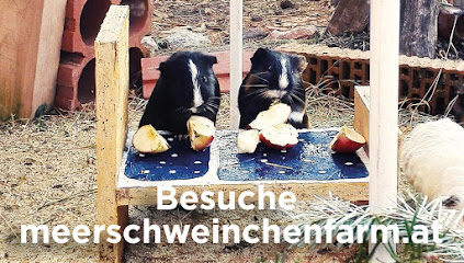 Bravo Birgit Meerschweinchenfarm Oberösterreich Vöcklabruck