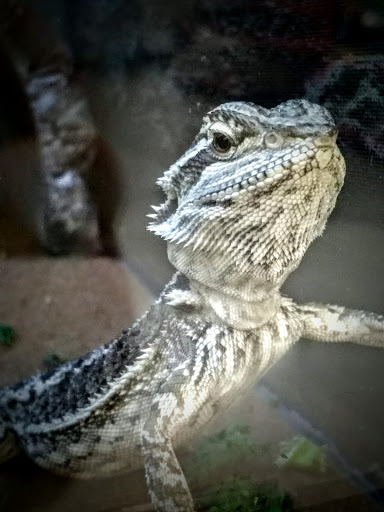 Pet Supply Store «Petco Animal Supplies», reviews and photos, 742 New Los Angeles Ave a, Moorpark, CA 93021, USA