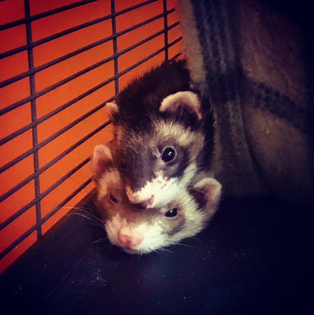 Ferret Rescue and Halfway House