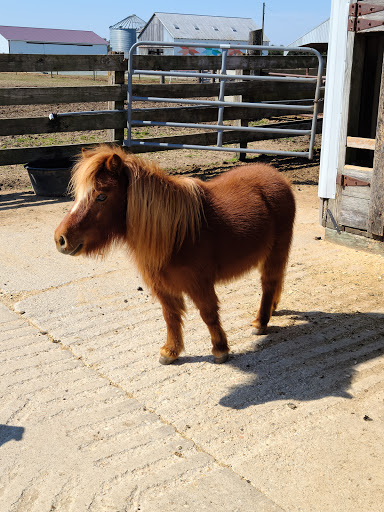 Vineyard «Crow Farm», reviews and photos, 12441 Vansant Corner Rd, Kennedyville, MD 21645, USA