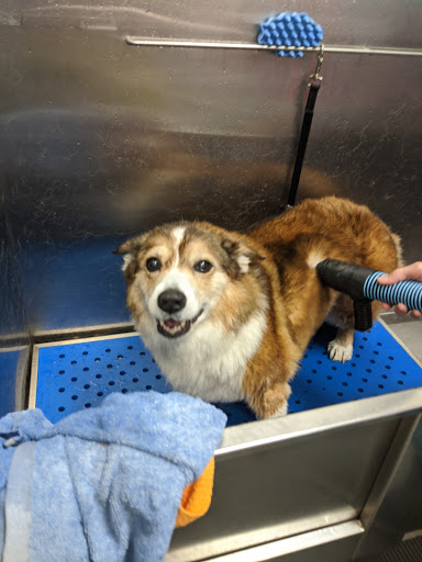 Pet Store «Dog Wash Etc», reviews and photos, 1037 Forest Ave, Portland, ME 04103, USA