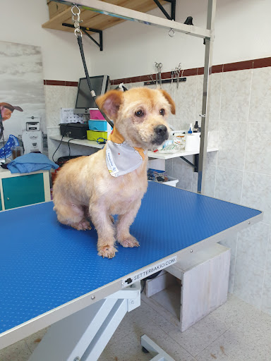 Plemascotas Peluquería canina y felina - Chiclana de la Frontera