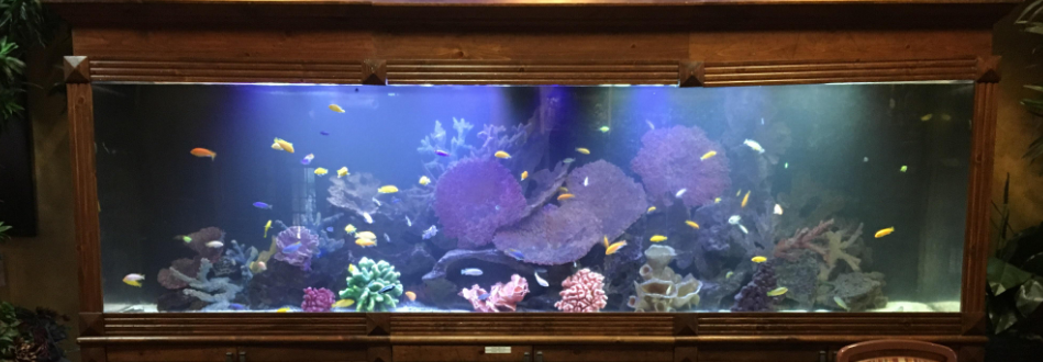 FishTankBank