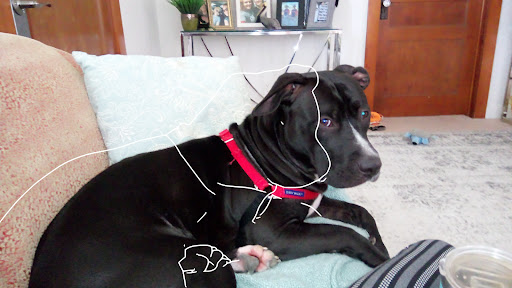 Pet Supply Store «PetSmart», reviews and photos, 1900 W International Speedway Blvd, Daytona Beach, FL 32114, USA