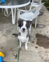 Mr. & Mrs. Dog Training and Pet Services - Photo 7 - Car repair in , El Monte
