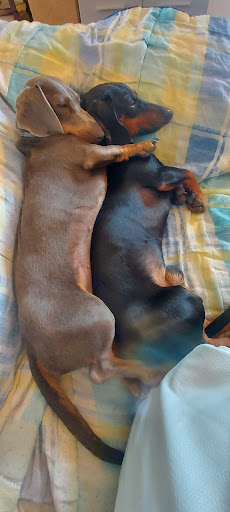 Clínica Veterinaria Servet en Valencia