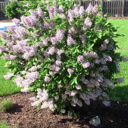 Grocery Store «Primos Mini Market», reviews and photos, 37 Strode Ave, Coatesville, PA 19320, USA