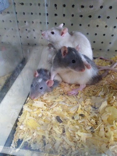 Pet Store «V.I. Pets», reviews and photos, 11975 E Lakewood Blvd, Holland, MI 49424, USA