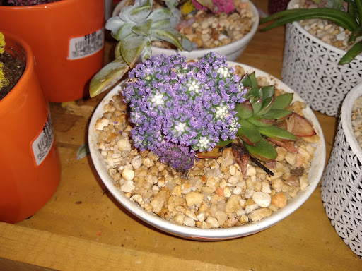 Shopping Mall «Northside Mall», reviews and photos, Ross Clark Cir & Hwy 231, Dothan, AL 36303, USA