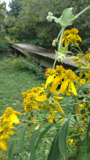 Golf Course «Seneca Golf Course», reviews and photos, 2300 Pee Wee Reese Rd, Louisville, KY 40205, USA