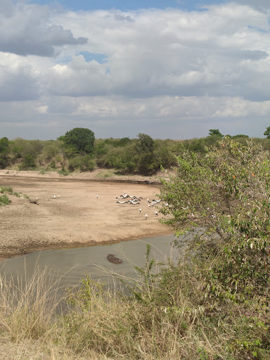 Masai Mara - C. Nueva Baja, 8, 03004 Alicante