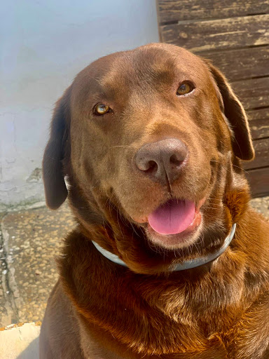 Clínica Veterinaria Tarazona Sevilla en San José de la Rinconada