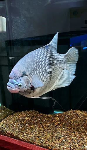 Pet Store «The Aquarium & Fish Store», reviews and photos, 710 W Lumsden Rd, Brandon, FL 33511, USA