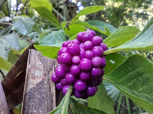 County Government Office «Brevard County Enchanted Forest Sanctuary», reviews and photos, 444 Columbia Blvd, Titusville, FL 32780, USA