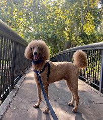 Bidwell Walkies - Photo 5 - Car repair in , Chico