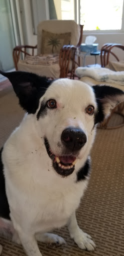 Pet Supply Store «PetSmart», reviews and photos, 1800 Evans Rd, Melbourne, FL 32904, USA