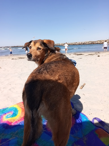 Dog Beach Ocean Beach