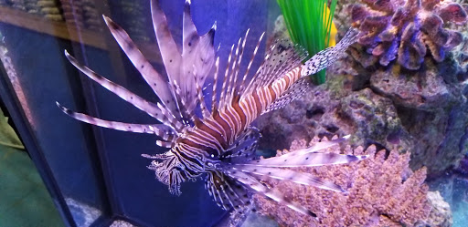 Pet Store «Fish & Pet Plus», reviews and photos, 19 Commerce St, Flemington, NJ 08822, USA