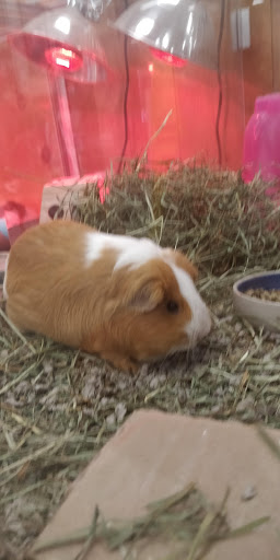 Pet Supply Store «Kahoots Pet Store», reviews and photos, 334 W El Norte Pkwy, Escondido, CA 92026, USA