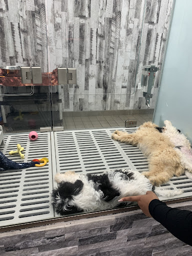 Dog Breeder «Petland Dunwoody», reviews and photos, 4733 Ashford Dunwoody Rd NE, Dunwoody, GA 30338, USA