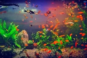 Fedhz Fancy Fish / Balbas Goldfish image