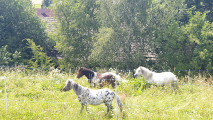 Sunny Horse Ranch