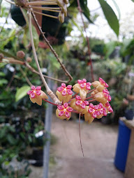 Photo n°8 de Ryanne Orchidée à Bavay ()