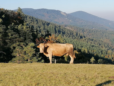 Col des Baraques à Saint-Julien-Vocance