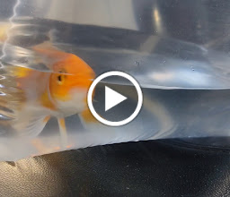 Acuario Las Torres photo