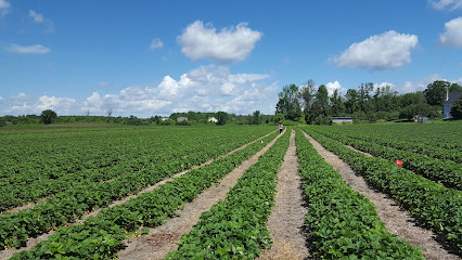 Foster Family Farm - PYO (Pick Your Own) Strawberry Patch - North Gower
